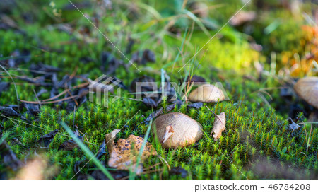 Suillus luteus grow in green moss. Autumn time Suillus luteus grow in green moss. Autumn time 46784208