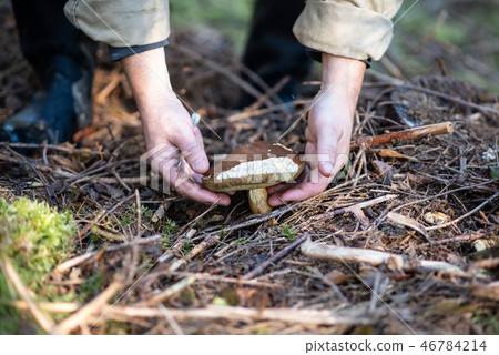 Mushroom hunting. Boletus edulis Mushroom hunting. Boletus edulis 46784214