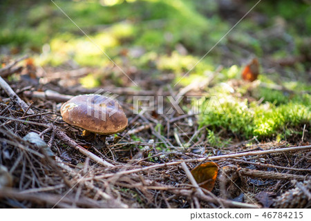 Boletus edulis in coniferous forest, autumn time Boletus edulis in coniferous forest, autumn time 46784215