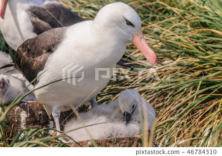 Black-Browed Albatross on its Nest 46784310