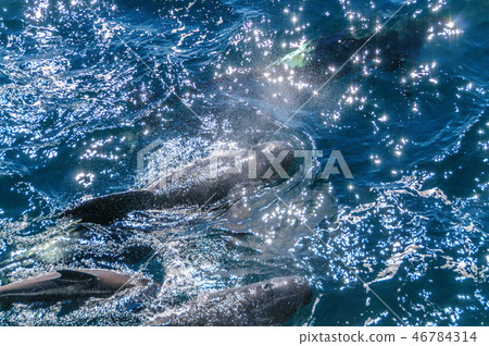 Long-Finned Pilot Whales in the Southern Atlantic Ocean 46784314