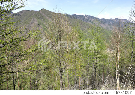 Fresh green Kozawa Kanazawa 46785097