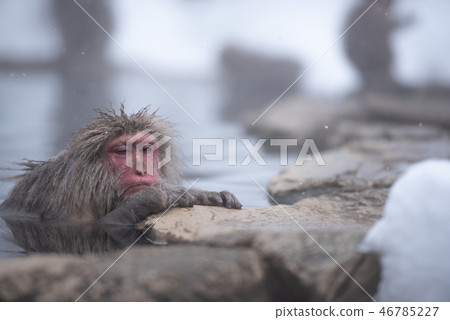 Monkey snow monkey immersed in hot springs 46785227