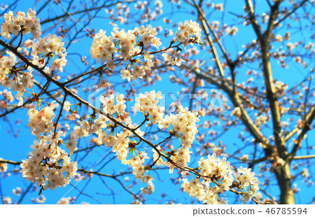 櫻花的風景 櫻花的風景 46785594