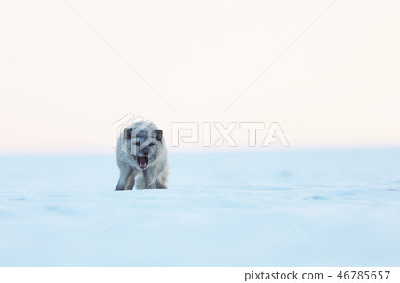 White polar fox stay on snow - Vulpes lagopus 46785657