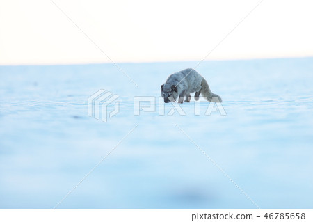 White polar fox in winter - Vulpes lagopus White polar fox in winter - Vulpes lagopus 46785658