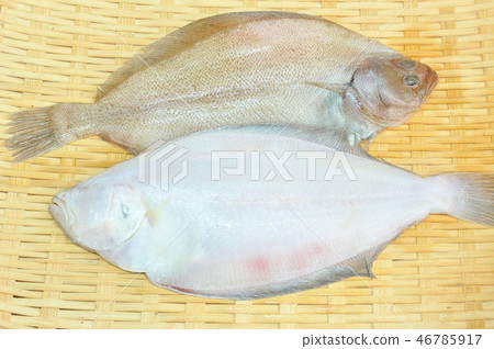 水比目魚 水比目魚 46785917