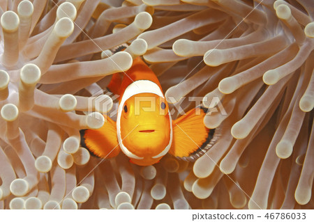 Clown Anemonefish, Amphiprion percula Clown Anemonefish, Amphiprion percula 46786033