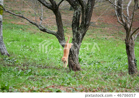 貓·野貓·茶虎·雄性·爬樹·紅葉 貓·野貓·茶虎·雄性·爬樹·紅葉 46786057
