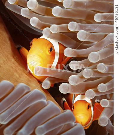Two Clown Anemonefish, Amphiprion percua 46786151