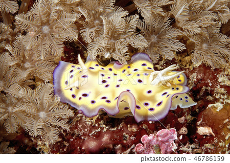 Nudibranch Chromodoris kuniei 46786159