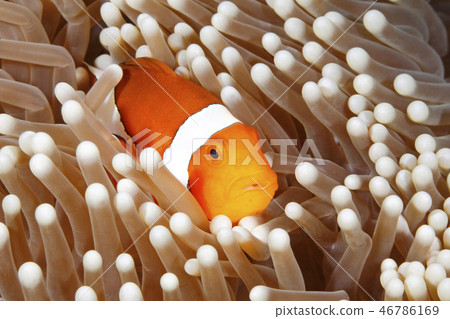 Clown Anemonefish, Amphiprion percula 46786169
