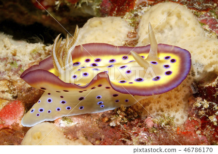 Nudibranch, Goniobranchus kuniei 46786170