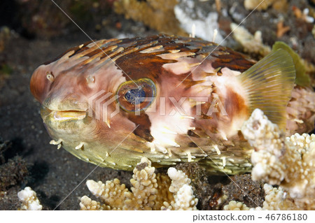 Orbicular Burrfish Orbicular Burrfish 46786180