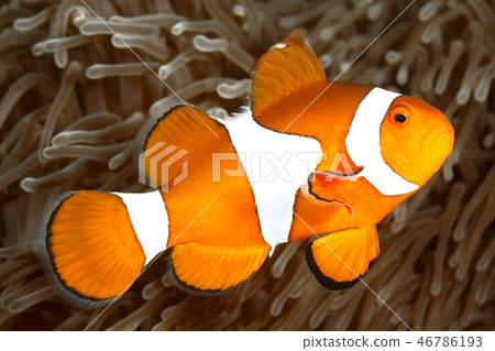 Clown Anemonefish Clown Anemonefish 46786193