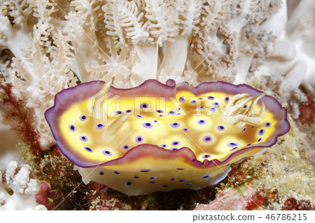 Nudibranch, Goniobranchus kuniei Nudibranch, Goniobranchus kuniei 46786215