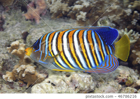 Regal Angelfish, Pygoplites diacanthus, coral reef Regal Angelfish, Pygoplites diacanthus, coral reef 46786216