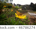 Brown moth butterfly perched over a bright daisy 46786274