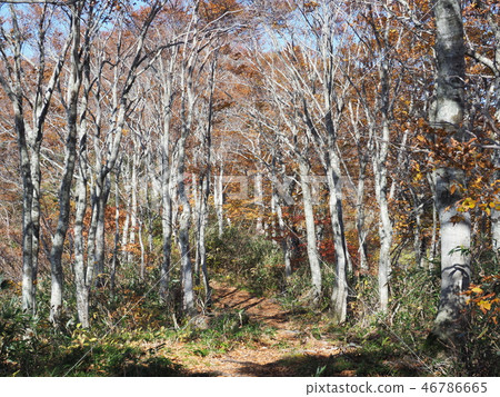 Beech ridge road with autumn leaves Beech ridge road with autumn leaves 46786665