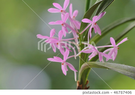 蘭花花Ascolinetia櫻花 46787406