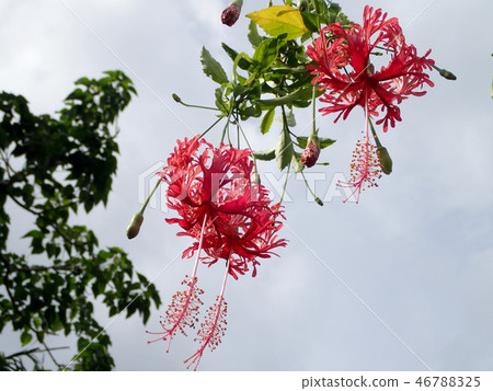珊瑚芙蓉 46788325