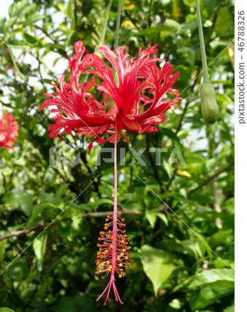 珊瑚芙蓉 珊瑚芙蓉 46788326