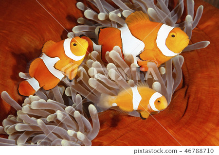 Clownfish Family 46788710
