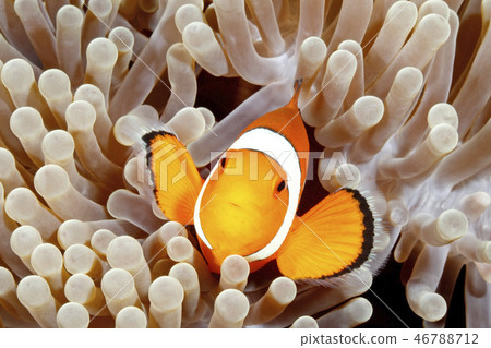 Clown Anemonefish, Amphiprion percula Clown Anemonefish, Amphiprion percula 46788712