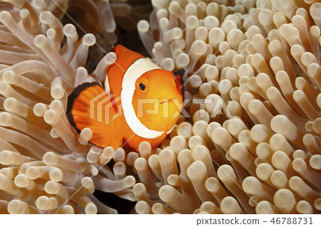Clown Anemonefish, Amphiprion percula 46788731