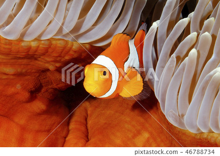 Clown Anemonefish in Sea Anemone Clown Anemonefish in Sea Anemone 46788734
