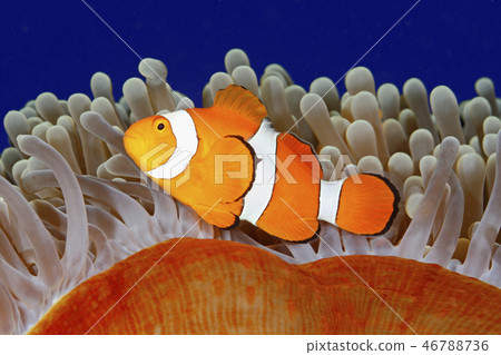Clown Anemonefish, Amphiprion percula Clown Anemonefish, Amphiprion percula 46788736