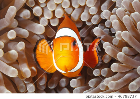 Clown Anemonefish, Amphiprion percula Clown Anemonefish, Amphiprion percula 46788737
