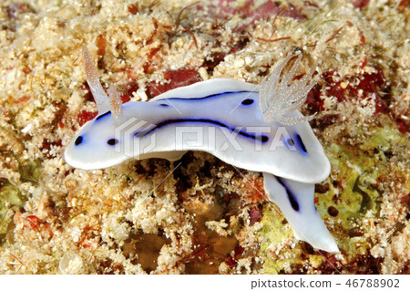 Nudibranch, Chromodoris willani 46788902