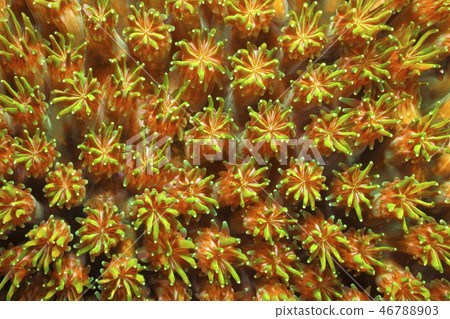 Green and Brown Hard Coral Polyps 46788903