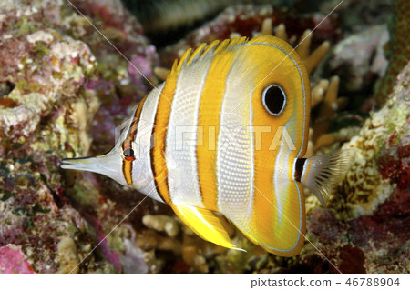 Beaked Coralfish, Chelmon rostratus 46788904