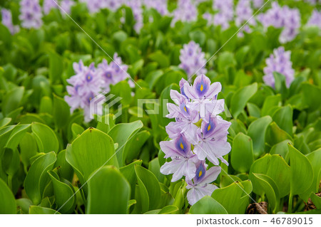 圖庫照片: flowering water hyacinth. 查看全部