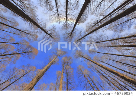 Rainbow over Metasequoia Forest Mizumoto Park 46789024