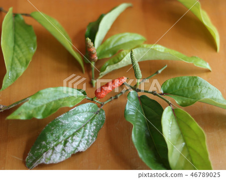 Hihatsu fruits and leaves 46789025