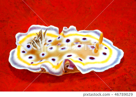 Nudibranch, Goniobranchus geminus, on a Red Sponge 46789029