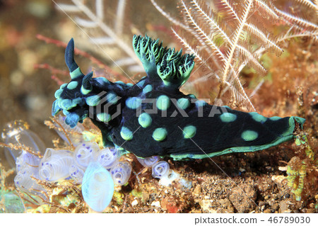 Nudibranch, Nembrotha cristata 46789030