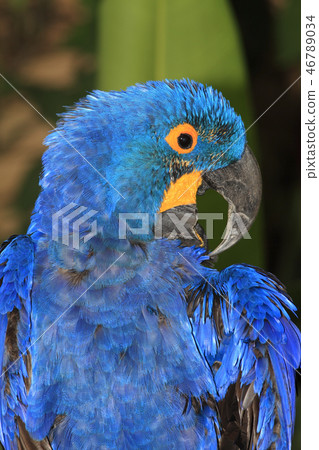 Hyacinth Macaw Hyacinth Macaw 46789034