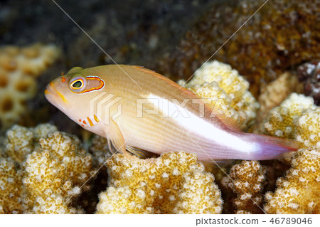 Arc Eye Hawkfish, Paracirrihites arcatus 46789046