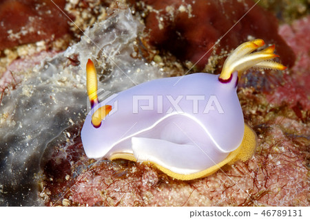 Nudibranch laying egg ring 46789131