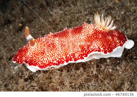 Nudibranch, Goniobranchus reticulata 46789136