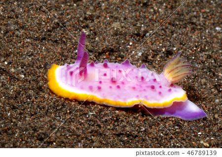 Nudibranch, Mexichromis mariei Nudibranch, Mexichromis mariei 46789139