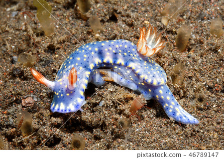 Nudibranch, Hypselodoris kanga Nudibranch, Hypselodoris kanga 46789147