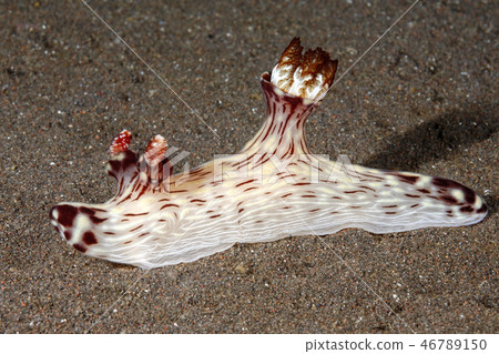 Nudibranch, Jorunna rubescens Nudibranch, Jorunna rubescens 46789150