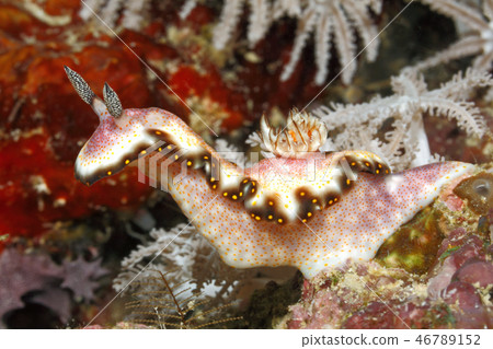 Nudibranch, Goniobranchus godeffroyanus Nudibranch, Goniobranchus godeffroyanus 46789152