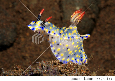 Nudibranch, Hypselodoris roo 46789155