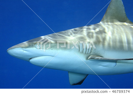 Grey Reef Shark, Carcharhinus amblyrhynchos 46789374